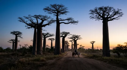 Silhouettes majestueuses de baobabs à l'heure bleue avec charrettes traditionnelles malgaches