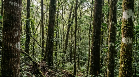 Observation minutieuse d'un caméléon camouflé sur une écorce d'arbre dans la forêt tropicale