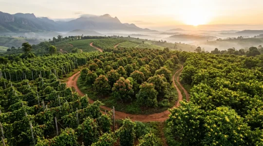 Vue aérienne d'une plantation d'épices malgache avec poivriers grimpants, girofliers fleuris et ylang-ylang dorés au soleil matinal