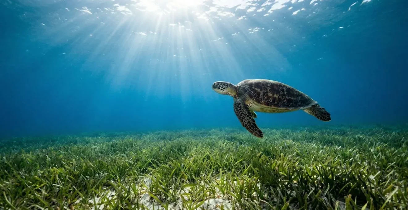 Tortue verte évoluant paisiblement au-dessus d'un herbier marin cristallin à Nosy Be, Madagascar