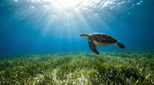 Tortue verte évoluant paisiblement au-dessus d'un herbier marin cristallin à Nosy Be, Madagascar